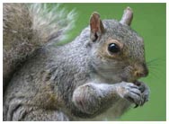Wellfleet cottage view
